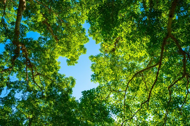 Selective focus of green treetop, Young top tree in the nature sun light