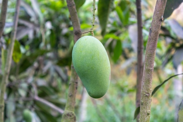 Selective focus of growing Mangos Hanging on Mango Tree Mangifera indica Fresh Fruits on the tree in fruit garden on Summer sunny day