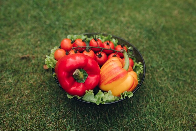 Selective focus of healthy red and yellow peppers and tomatoes lying on black plate in garden. Fresh tasty vegetables staying on grass in summer. Concept of freshness and gastronomy.