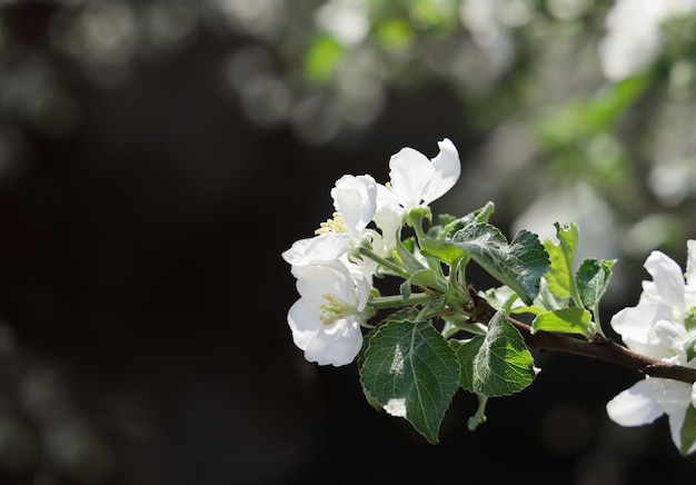 Selective focus inflorescence of apple tree with white flowers closeup on sunny day