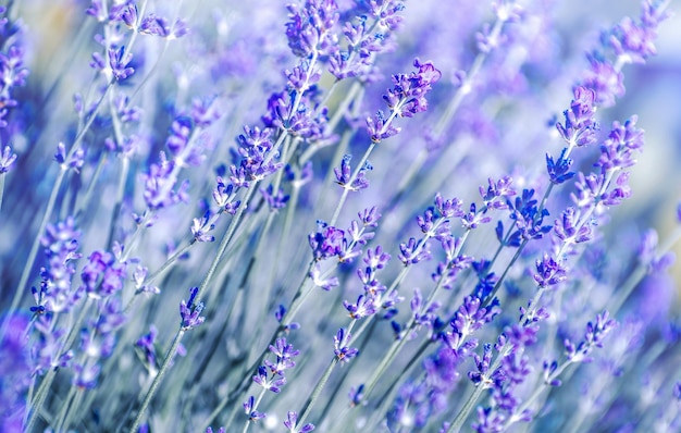 Selective focus on the lavender flower in the flower garden lavender flowers lit by sunlight