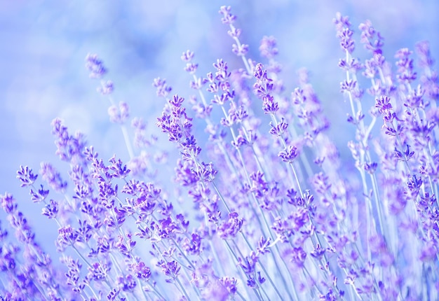 Selective focus on the lavender flower in the flower garden - lavender flowers lit by sunlight.