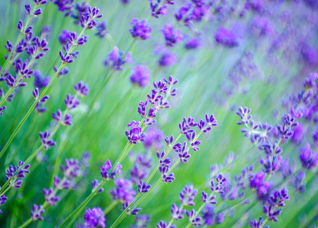 Selective focus on the lavender flower in the flower garden lavender flowers lit by sunlight