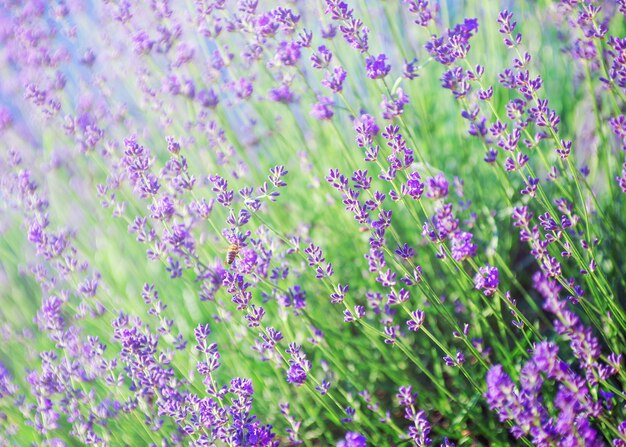 Selective focus on the lavender flower in the flower garden lavender flowers lit by sunlight