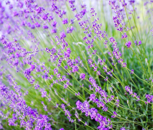 Selective focus on the lavender flower in the flower garden lavender flowers lit by sunlight