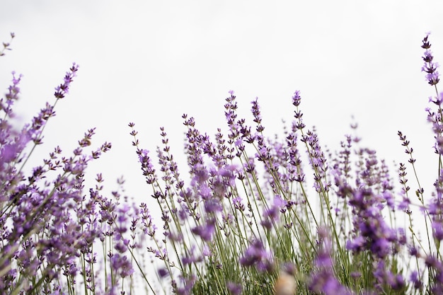 Selective focus on lavender flower in flower garden Lavender flowers