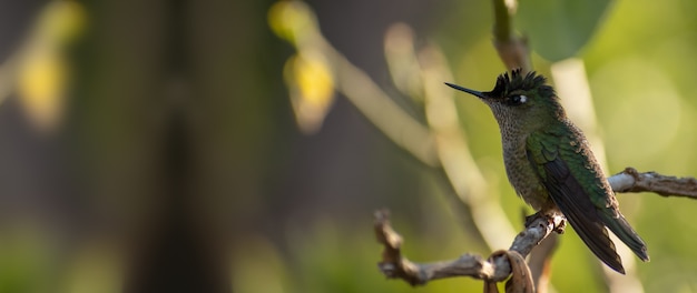 selective focus of a little green hummingbird stand on a stick