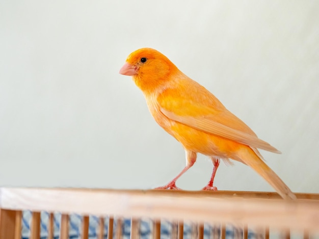 Selective focus Male Curious orange canary looks straight sitting on a cage on a light background Breeding songbirds at home