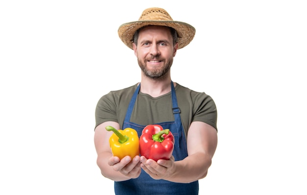 Selective focus of man in apron and hat with sweet pepper vegetable isolated on white