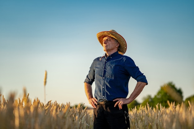 Selective focus on man standing in rape wheat field. Harvest season. Yellow wheat and blue sky above.