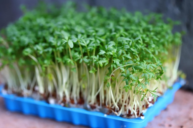 Selective focus Microgreens grow in a tray Germination of microgreens