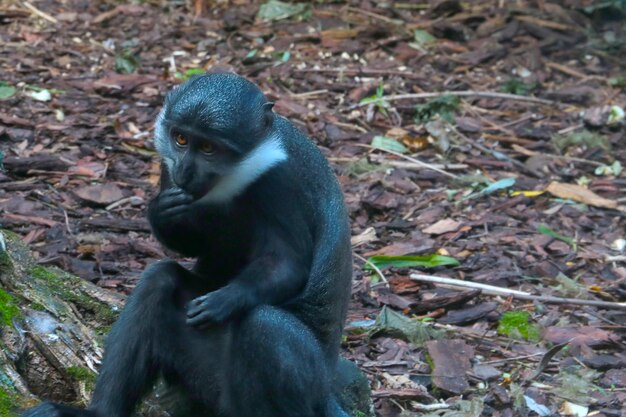 Selective focus a monkey sits on the ground