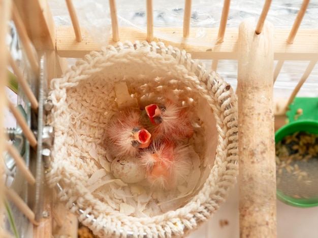 Selective focus Newly hatched three canary chick and eggs in the nest Baby chicks screams wants to eat Spring replenishment in the family Breeding of songbirds at home