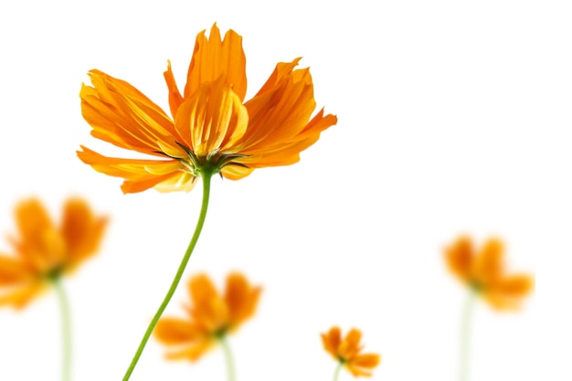 Selective focus orange flower isolated on a white background.