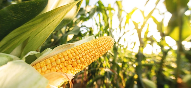 A selective focus picture of corn cob in organic corn field