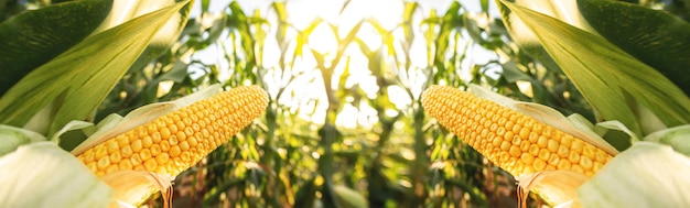 A selective focus picture of corn cob in organic corn field