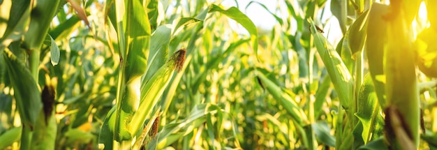 A selective focus picture of corn cob in organic corn field