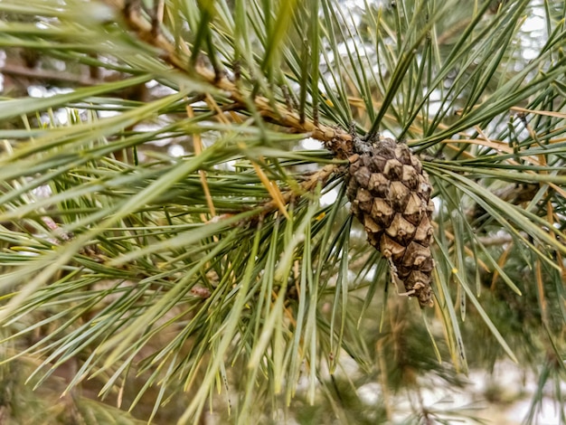 Selective focus of pine cone on pine branch in forest close up soft focus