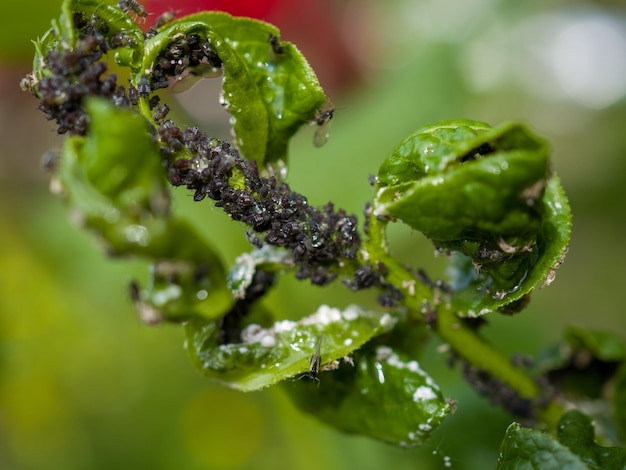 Selective focus on the plant which affected by the aphid pest