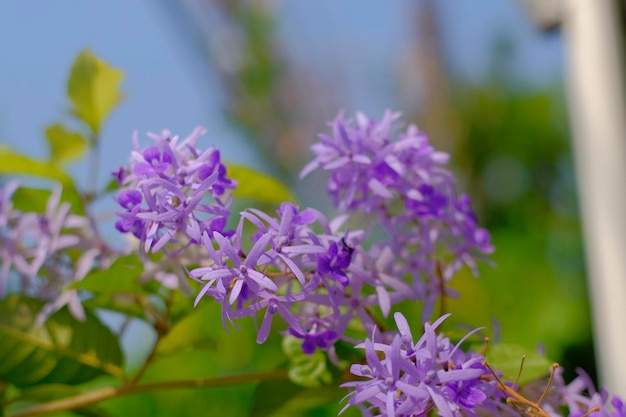 Selective focus of purple wreath vine or queen's wreath vine flower