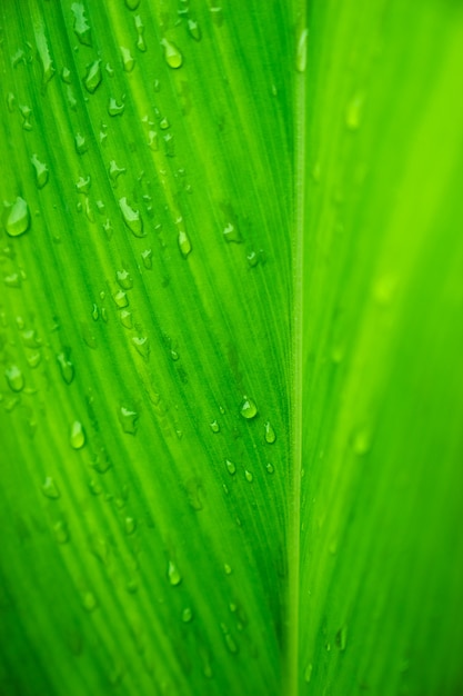 Selective focus raindrop on green tropical leave background