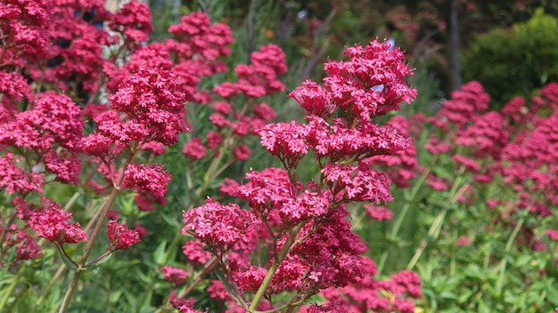 Selective focus of red valerian (Centranthus ruber) flowers in a garden