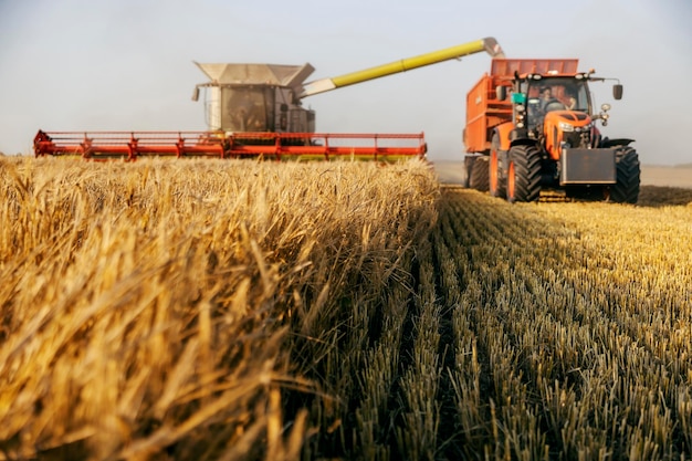 Photo selective focus on ripe wheat with combine harvester reaping in blurry background