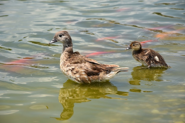 Selective focus shot of an adorable duckling with duck