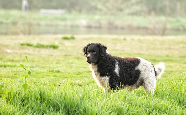 Selective focus shot of an adorable Wetterhoun dog on the green grass