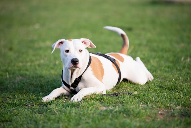 Selective focus shot of a American Staffordshire Terrier lying on the grassy outdoors