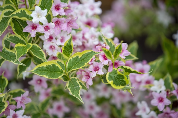 Selective focus shot of beautiful Weigela 'Nana Variegata' in bloom in the garden