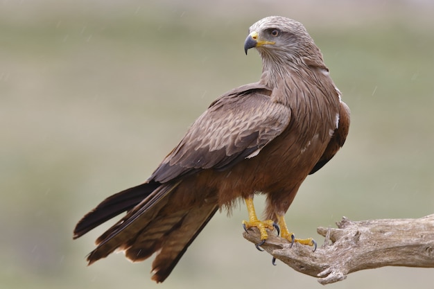 Selective focus shot of a black kite perched on a branch with blurred background