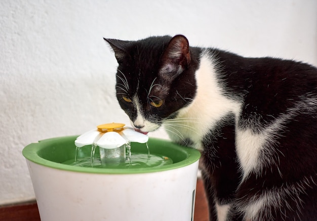 Selective focus shot of a black and white cat drinking water