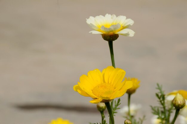 Selective focus shot of blooming marigolds - concept of mental health awareness