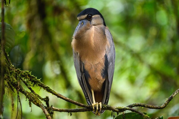 Selective focus shot of boat-billed heron perched on a branch