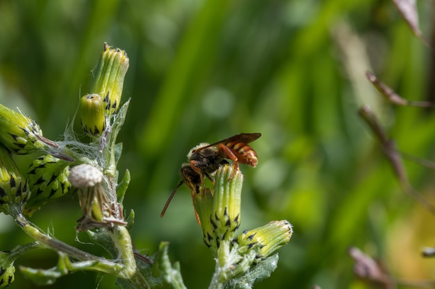 Selective focus shot of a bug on a flower