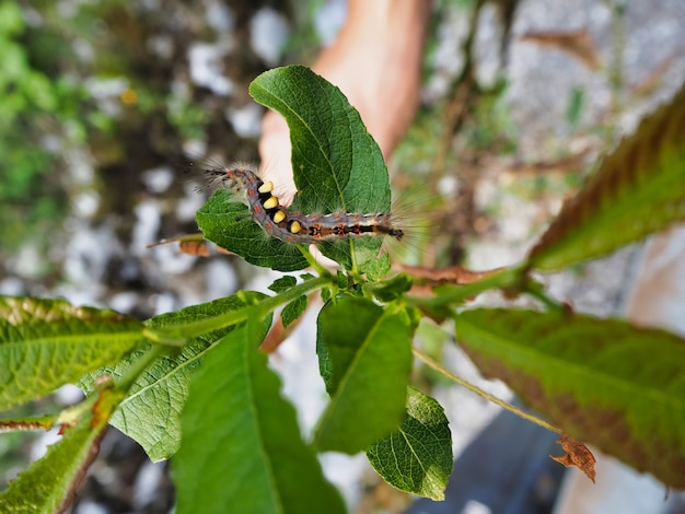 Selective focus shot of a Caterpillar on green leaves