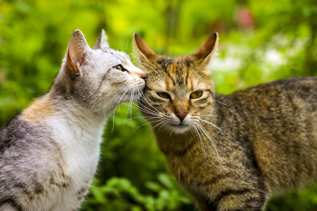 Selective focus shot of a couple cat with a bokeh