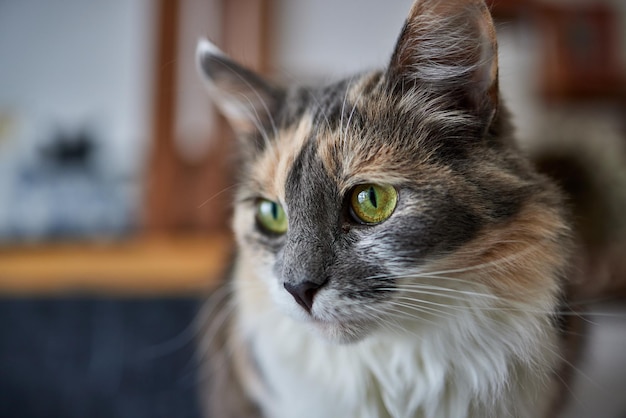 A selective focus shot of a cute anatolian cat in a cattery