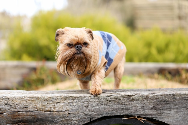 Selective focus shot of a cute Brussels Griffon dog on a wooden plank