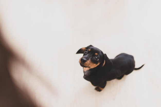 Selective focus shot of a Dachshund dog sitting on a grey couch