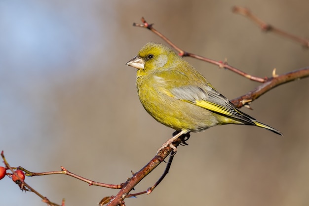 Selective focus shot of an exotic black and yellow bird sitting on a tree branch