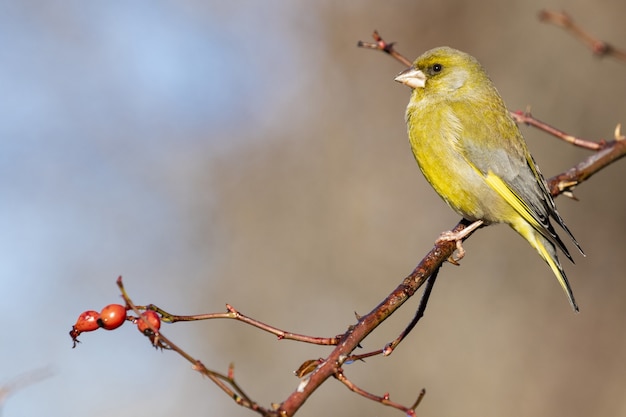 Selective focus shot of an exotic black and yellow bird sitting on a tree branch