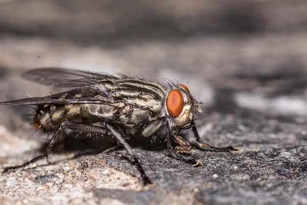 Selective focus shot of a fly on a rock