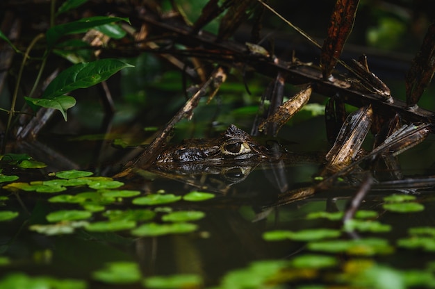 Photo selective focus shot of a frog sticking its head out of the water