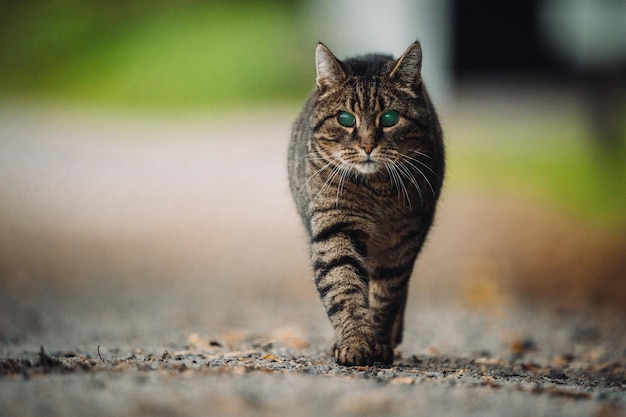 Selective focus shot of furry cat walking outside