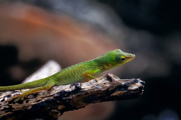 Selective focus shot of a green lizard standing on a dark stone