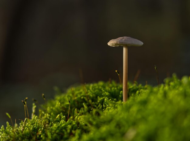 Selective focus shot of growing fungus mushrooms in the forest