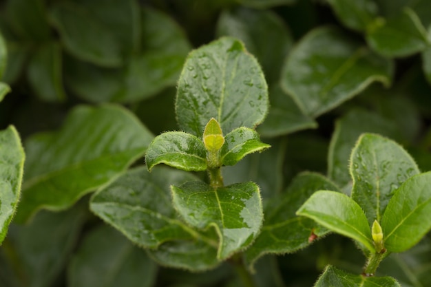 Selective focus shot of growing green leaves in the forest