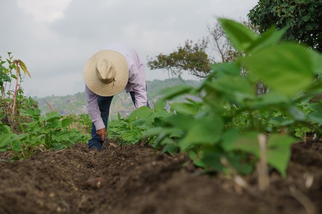 Selective focus shot of a Hispanic male growing black beans in Mexico